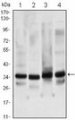 TFIIB Antibody - Western blot of GTF2B mouse mAb against HeLa (1), NIH/3T3 (2), COS7 (3) and A431 (4) cell lysate.