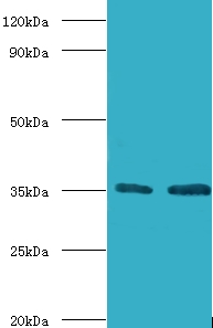 TFIIB Antibody - Western blot of Transcription initiation factor IIB antibody at 2 ug/ml lane 1: HepG2 whole cell lysate lane 2: HeLa whole cell lysate. Secondary: Goat polyclonal to Rabbit IgG at 1:15000 dilution. Predicted band size: 35 KDa. Observed band size: 35 KDa.  This image was taken for the unconjugated form of this product. Other forms have not been tested.