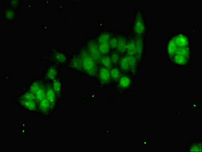 TFIIB Antibody - Immunofluorescent analysis of PC-3 cells using GTF2B Antibody at dilution of 1:100 and Alexa Fluor 488-congugated AffiniPure Goat Anti-Rabbit IgG(H+L)