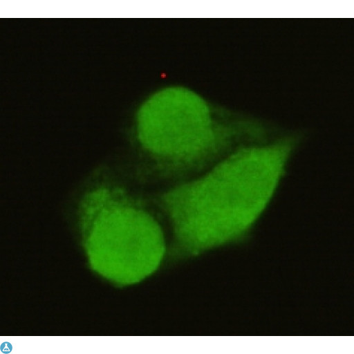TFIIB Antibody - Immunofluorescence (IF) analysis of HeLa cells using TFIIB Monoclonal Antibody.