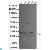 TFIIB Antibody - Western blot detection of TFIIB in Jurkat, MCF7, COS7, 3T3 and Hela cell lysates using TFIIB mouse mAb (1:500 diluted). Observed band size: 34KDa.