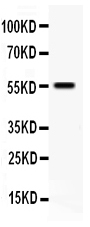 TFPI / LACI Antibody - Western blot - Anti-TFPI Antibody