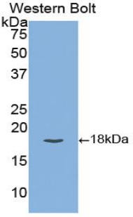 TFPI / LACI Antibody - Western blot of recombinant TFPI /LACI.  This image was taken for the unconjugated form of this product. Other forms have not been tested.
