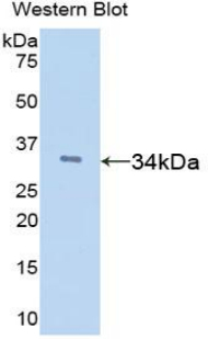 TFPI / LACI Antibody - Western blot of recombinant TFPI /LACI.  This image was taken for the unconjugated form of this product. Other forms have not been tested.