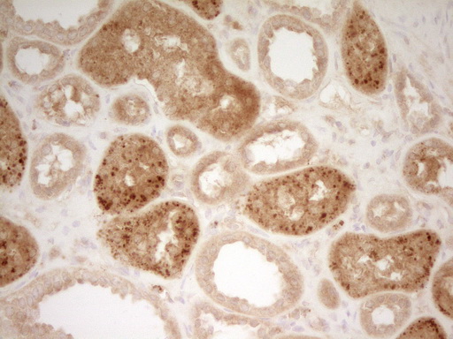 TFPI / LACI Antibody - IHC of paraffin-embedded Human Kidney tissue using anti-TFPI mouse monoclonal antibody. (Heat-induced epitope retrieval by 1 mM EDTA in 10mM Tris, pH8.5, 120°C for 3min).