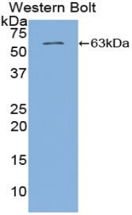 TFPI / LACI Antibody - Western blot of recombinant TFPI /LACI.  This image was taken for the unconjugated form of this product. Other forms have not been tested.