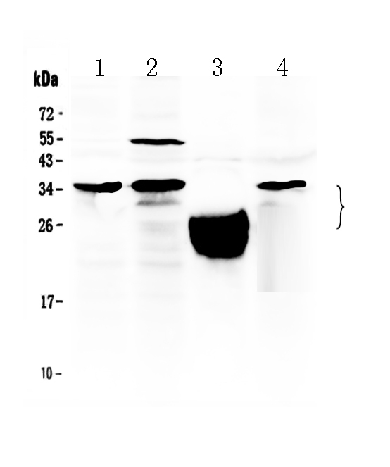 TFPI2 Antibody - Western blot - Anti-TFPI2 Picoband Antibody
