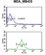 TFPT / Amida Antibody - TFPT Antibody flow cytometry of MDA-MB435 cells (bottom histogram) compared to a negative control cell (top histogram). FITC-conjugated goat-anti-rabbit secondary antibodies were used for the analysis.