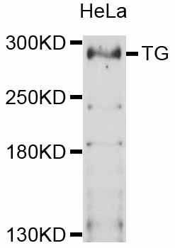 TG / Thyroglobulin Antibody - Western blot analysis of extracts of HeLa cells, using TG antibody at 1:3000 dilution. The secondary antibody used was an HRP Goat Anti-Rabbit IgG (H+L) at 1:10000 dilution. Lysates were loaded 25ug per lane and 3% nonfat dry milk in TBST was used for blocking. An ECL Kit was used for detection and the exposure time was 90s.