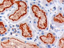 TG737 / IFT88 Antibody - TG737 / IFT88 antibody (3µg/ml) staining of paraffin embedded Human Kidney. Microwaved antigen retrieval with Tris/EDTA buffer pH9, HRP-staining.