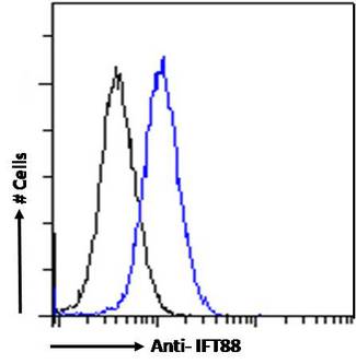TG737 / IFT88 Antibody - IFT88 / Polaris Antibody Flow cytometric analysis of paraformaldehyde fixed HepG2 cells (blue line), permeabilized with 0.5% Triton. Primary incubation 1hr (10ug/ml) followed by Alexa Fluor 488 secondary antibody (1ug/ml). IgG control: Unimmunized goat IgG (black line) followed by Alexa Fluor 488 secondary antibody.