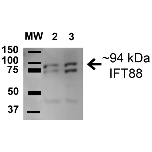 TG737 / IFT88 Antibody - Western blot analysis of Human HeLa and HEK293T cell lysates showing detection of 94.3 kDa IFT88 protein using Rabbit Anti-IFT88 Polyclonal Antibody. Lane 1: Molecular Weight Ladder (MW). Lane 2: HeLa cell lysates. Lane 3: 293Trap cell lysates. Load: 15 µg. Block: 5% Skim Milk in 1X TBST. Primary Antibody: Rabbit Anti-IFT88 Polyclonal Antibody  at 1:1000 for 1 hour at RT. Secondary Antibody: Goat Anti-Rabbit HRP at 1:2000 for 60 min at RT. Color Development: ECL solution for 6 min in RT. Predicted/Observed Size: 94.3 kDa. Other Band(s): 45 kDa.