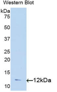 TGFA / TGF Alpha Antibody - Western blot of recombinant TGFA / TGF Alpha.  This image was taken for the unconjugated form of this product. Other forms have not been tested.