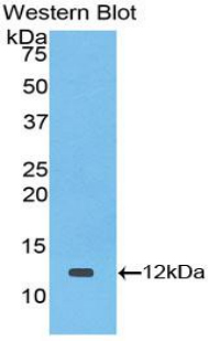 TGFA / TGF Alpha Antibody - Western blot of recombinant TGFA / TGF Alpha.  This image was taken for the unconjugated form of this product. Other forms have not been tested.