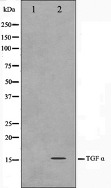 TGFA / TGF Alpha Antibody - Western blot analysis on COS7 cell lysates using TGF alpha antibody. The lane on the left is treated with the antigen-specific peptide.