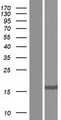 TGFA / TGF Alpha Protein - Western validation with an anti-DDK antibody * L: Control HEK293 lysate R: Over-expression lysate