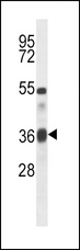 TGFB1 / TGF Beta 1 Antibody - TGFB1 Antibody western blot of mouse heart tissue lysates (35 ug/lane). The TGFB1 antibody detected the TGFB1 protein (arrow).
