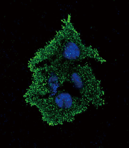TGFB1 / TGF Beta 1 Antibody - Confocal immunofluorescence of TGFB1 Antibody with HepG2 cell followed by Alexa Fluor 488-conjugated goat anti-rabbit lgG (green). DAPI was used to stain the cell nuclear (blue).