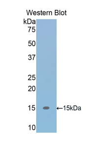 TGFB1 / TGF Beta 1 Antibody - Western blot of recombinant TGFB1 / TGF Beta 1.  This image was taken for the unconjugated form of this product. Other forms have not been tested.