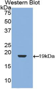 TGFB1 / TGF Beta 1 Antibody - Western blot of recombinant TGFB1 / TGF Beta 1.  This image was taken for the unconjugated form of this product. Other forms have not been tested.
