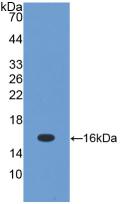 TGFB1 / TGF Beta 1 Antibody - Western Blot; Sample: Recombinant TGFb1, Mouse.