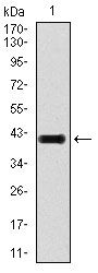 TGFB1 / TGF Beta 1 Antibody - LAP (Latency Associated Peptide) Antibody in Western Blot (WB)