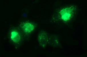 TGFB1 / TGF Beta 1 Antibody - Anti-TGFB1 mouse monoclonal antibody immunofluorescent staining of COS7 cells transiently transfected by pCMV6-ENTRY TGFB1.