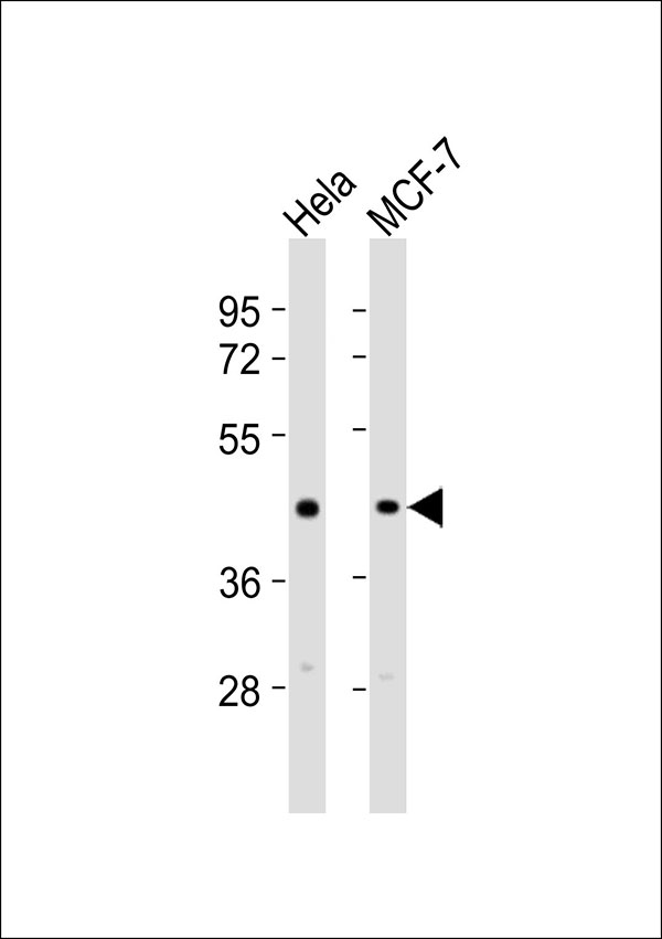 TGFB1 / TGF Beta 1 Antibody - All lanes : Anti-TGF beta 1 Antibody at 1:1000 dilution Lane 1: HeLa whole cell lysates Lane 2: MCF-7 whole cell lysates Lysates/proteins at 20 ug per lane. Secondary Goat Anti-Rabbit IgG, (H+L),Peroxidase conjugated at 1/10000 dilution Predicted band size : 44 kDa Blocking/Dilution buffer: 5% NFDM/TBST.