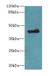 TGFB1 / TGF Beta 1 Antibody - Western blot. All lanes: tgfb1 antibody at 5 ug/ml+MCE- whole cell lysate Goat polyclonal to rabbit at 1:10000 dilution. Predicted band size: 44 kDa. Observed band size: 44 kDa.