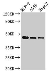 TGFB1 / TGF Beta 1 Antibody - Western Blot Positive WB detected in: MCF-7 whole cell lysate, A549 whole cell lysate, HepG2 whole cell lysate All lanes: TGFB1 antibody at 3µg/ml Secondary Goat polyclonal to rabbit IgG at 1/50000 dilution Predicted band size: 45 kDa Observed band size: 45 kDa