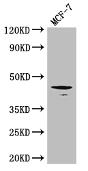 TGFB1 / TGF Beta 1 Antibody - Positive WB detected in:MCF-7 whole cell lysate;All lanes: Tgfb1 antibody at 3ug/ml;Secondary;Goat polyclonal to rabbit IgG at 1/50000 dilution;Predicted band size: 45 kDa;Observed band size: 45 kDa;