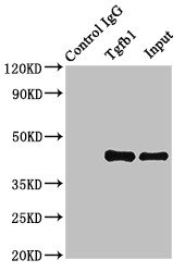TGFB1 / TGF Beta 1 Antibody - Immunoprecipitating Tgfb1 in MCF-7 whole cell lysate Lane 1: Rabbit monoclonal IgG (1µg) instead of Tgfb1 Antibody in MCF-7 whole cell lysate.For western blotting, a HRP-conjugated Protein G antibody was used as the secondary antibody (1/2000) Lane 2: Tgfb1 Antibody (8µg) + MCF-7 whole cell lysate (500µg) Lane 3: MCF-7 whole cell lysate (10µg)