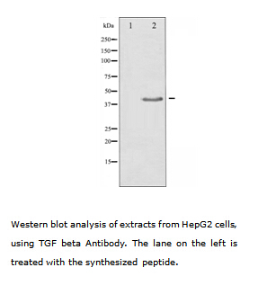 TGFB1 / TGF Beta 1 Antibody - Western blot analysis of extracts of HepG2 cells using TGF beta antibody. The lane on the left is treated with the synthesized peptide.