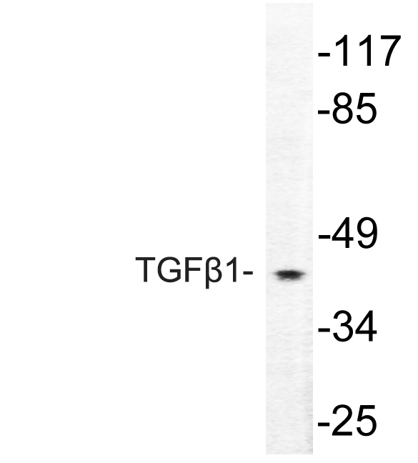 TGFB1 / TGF Beta 1 Antibody - Western blot of TGF 1 (Y369) pAb in extracts from HepG2 cells.
