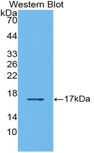 TGFB2 / TGF Beta2 Antibody - Western blot of recombinant TGFB2.