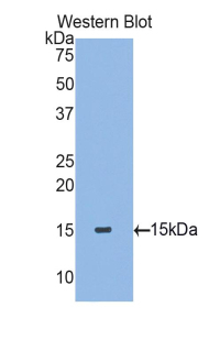 TGFB2 / TGF Beta2 Antibody - Western blot of recombinant TGFB2.  This image was taken for the unconjugated form of this product. Other forms have not been tested.