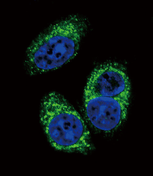 TGFB2 / TGF Beta2 Antibody - Confocal immunofluorescence of TGFB2 Antibody with A549 cell followed by Alexa Fluor 488-conjugated goat anti-rabbit lgG (green). DAPI was used to stain the cell nuclear (blue).