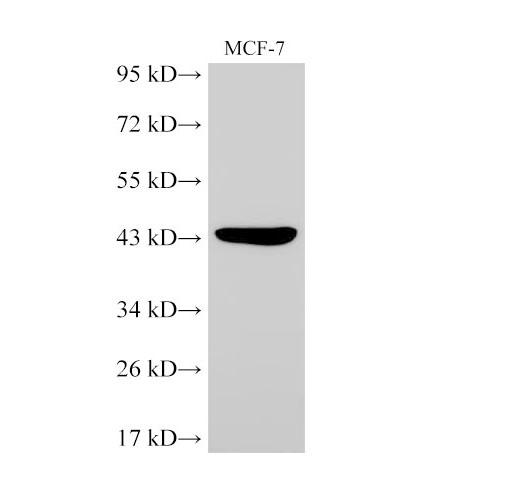 TGFB2 / TGF Beta2 Antibody - Western Blot analysis of MCF-7 cells using TGFB2 Polyclonal Antibody at dilution of 1:2000.