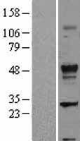 TGFB2 / TGF Beta2 Protein - Western validation with an anti-DDK antibody * L: Control HEK293 lysate R: Over-expression lysate