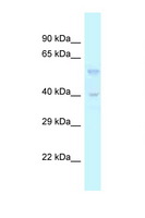 TGFB3 / TGF Beta3 Antibody - TGFB3 antibody Western blot of Rat Liver lysate. Antibody concentration 1 ug/ml.  This image was taken for the unconjugated form of this product. Other forms have not been tested.