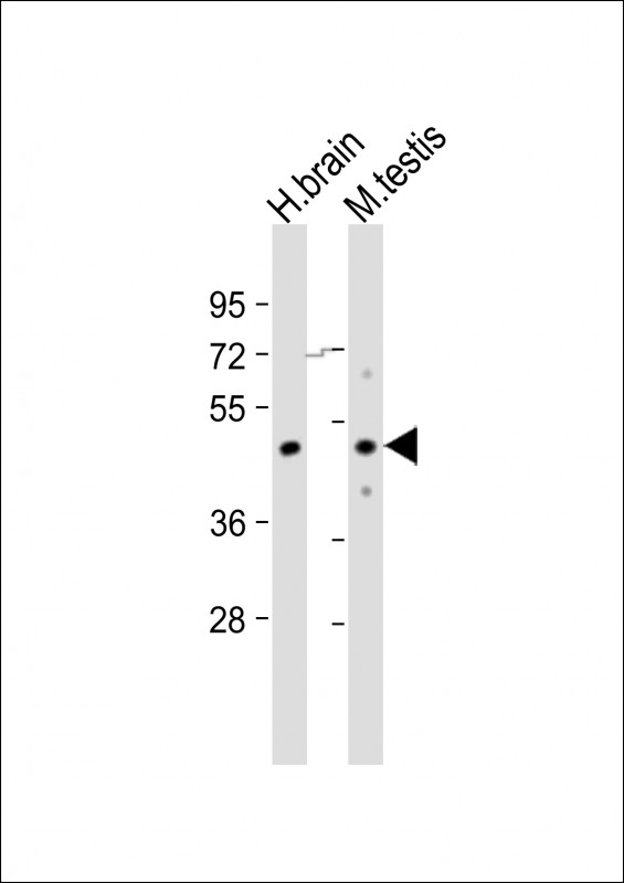 TGFB3 / TGF Beta3 Antibody - All lanes: Anti-TGFB3 Antibody (Center) at 1:1000-1:2000 dilution. Lane 1: human brain lysate. Lane 2: mouse testis lysate Lysates/proteins at 20 ug per lane. Secondary Goat Anti-Rabbit IgG, (H+L), Peroxidase conjugated at 1:10000 dilution. Predicted band size: 47 kDa. Blocking/Dilution buffer: 5% NFDM/TBST.