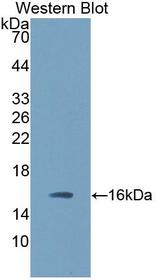 TGFB3 / TGF Beta3 Antibody - Western blot of TGFB3 / TGF Beta3 antibody.