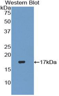 TGFB3 / TGF Beta3 Antibody - Western blot of recombinant TGFB3.  This image was taken for the unconjugated form of this product. Other forms have not been tested.