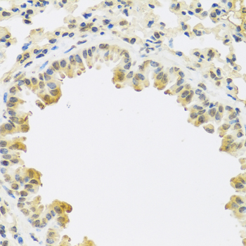 TGFB3 / TGF Beta3 Antibody - Immunohistochemistry of paraffin-embedded mouse lung tissue.