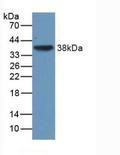 TGFB3 / TGF Beta3 Antibody - Western Blot; Sample: Recombinant TGFb3, Human.
