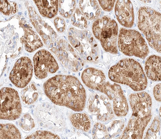 TGFB3 / TGF Beta3 Antibody - 1:100 staining human kidney tissue by IHC-P. The tissue was formaldehyde fixed and a heat mediated antigen retrieval step in citrate buffer was performed. The tissue was then blocked and incubated with the antibody for 1.5 hours at 22°C. An HRP conjugated goat anti-rabbit antibody was used as the secondary.