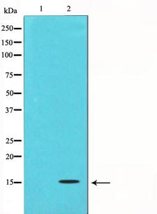 TGFB3 / TGF Beta3 Antibody - Western blot analysis on COS7 cell lysates using TGFB3 antibody. The lane on the left is treated with the antigen-specific peptide.