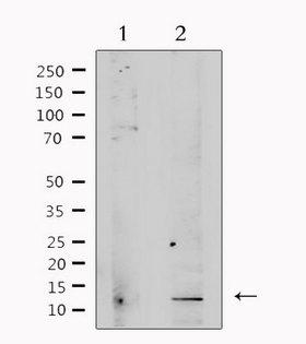 TGFB3 / TGF Beta3 Antibody - Western blot analysis of extracts of rat brain tissue using TGFB3 antibody. Lane 1 was treated with the antigen-specific peptide.