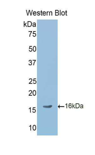 TGFB4 / LEFTY2 Antibody - Western blot of recombinant TGFB4 / LEFTY2.  This image was taken for the unconjugated form of this product. Other forms have not been tested.