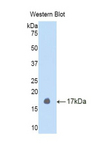 TGFB4 / LEFTY2 Antibody - Western blot of recombinant TGFB4 / LEFTY2.  This image was taken for the unconjugated form of this product. Other forms have not been tested.